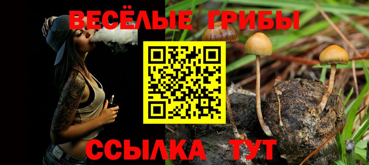 Кропоткин  Псилоцибиновые грибы прущие грибы  закладки  Вход с VPN 